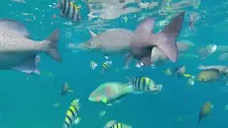 OCEANIC SOCIETY Raja Ampat Trip Feb 2025