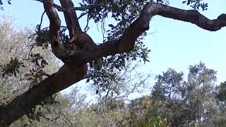 Leopard kills impala from tree