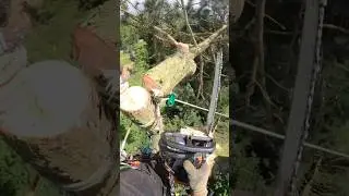 Cutting top of tallest tree with unique technique