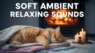 Anti Anxiety Cat Music - Rainy Window View &bull; Instant Calming & Comfort 🐈 - relax my cat, sleep music