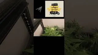 My Mag Landrace Hybrid 3rd Week Medical Cannabis Flower Indoor Grow Update! #cr #acinfinity #shorts