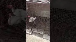 young chicken squad #india #usa #mexico #philippines #russia #korea #indonesia #brazil #malaysia #uk