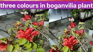 3 in 1 colour boganvilia plant/grafted plant care and tips/heavy blooming/place in bright sunlight