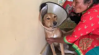 Gentle support and comfort❣️for dogs who dislike injection🥲Powerful Dog-friendly helpers🥰💦