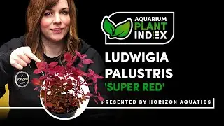 Ludwigia palustris 'Super Red Ludwigia' - Aquarium Plant Index
