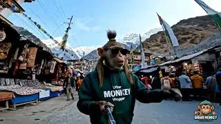 Urban Monkey Vlogger has arrived in Manali &ndash; and he&rsquo;s more sanskaari than you! Bandar pahucha Manali