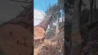 THE HARD WORK START LIVING YOUR DREAM #wood #husqvarnachainsaw #viral #tree #shortsfeed #chainsaw