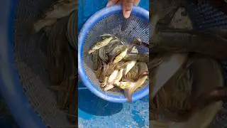 So Many Small Fish! 😱 | Rare Tiny Fish Catch #SmallFish#TinyFish#VillageFishing#TraditionalFishing
