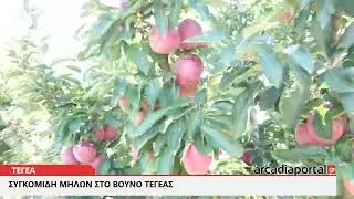 ArcadiaPortal.gr Συγκομιδή μήλων στο Βουνό Τεγέας