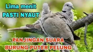 SUARA BURUNG PUTER PELUNG NANGIS COCOK UNTUK PANCINGAN 4 DES 12 2022