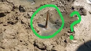 what's this creature in mud ?