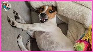 I Asked Coffee Her Dinner Menu🐶| DOGTER COFFEE Jack Russell Terrier [SUB]