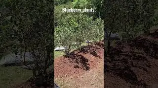 Just got these beauties mulched. I am thrilled! #blueberry #backyardgardening #gardening #shorts