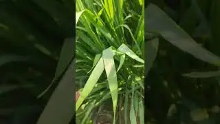 NEW WHEAT SEED DBW 372 ,371 IIWBR 2024