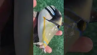 Picasso Triggerfish on fly. On my mutant shrimp fly pattern