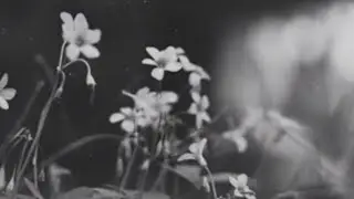 Barfeye - Agronom&iacute;a