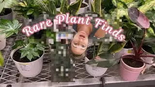 2025 Plant Shopping Tour, Rare Plant Finds, Nursery and Big Box Store Valentine&rsquo;s Day Trends