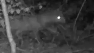 Retrieving trail cameras footage and reset them again in search of big cats 