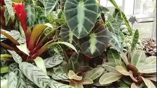 Indoor Garden in #botanicalgarden  #christchurch   #newzealand with #beautiful #plants #travel