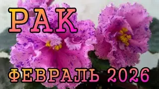 РАК таро прогноз на ФЕВРАЛЬ 2026 года