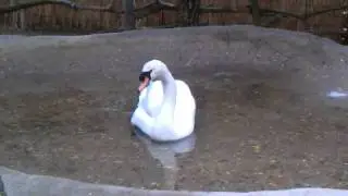 Beautiful Mute Swan At Zoo In York, Maine