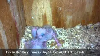 African Red Belly Parrots - Day 14!