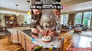 뽀삐·복실·바나나·코코·몽실🐶 따뜻한 가족 요리사들의 힐링 주방🍲💛#뽀삐 #복실 #바나나#코코#강아지요리사#댕댕이요리#힐링영상#집밥#귀여운강아지  #동물힐링#카툰애니메이션#시네마틱