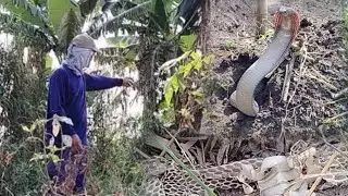 Nagpapatubig ng Mais nakakita ng Pinagbalatan ng Cobra!!!