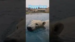 bear#happy#animals#water#zoo#content#blogger#subscribe#white#travel#tallinn