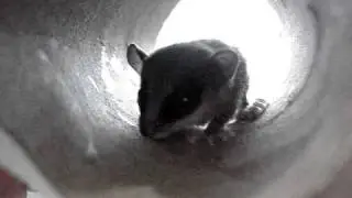 Mouse Opossum