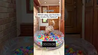 Did the results shock anyone else? 😳 #funny #dogs #funnyanimals #games