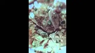 kinopuskin - tudok neked (soft petting)