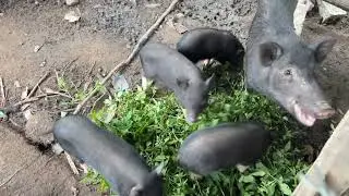 Nu&ocirc;i lợn đen bằng cỏ dại | Raising black pigs on wild grass.