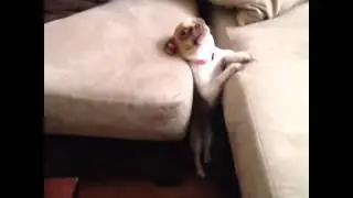 Help Me Dog Vine    Funny Dog Vines   Copy