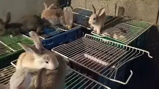 بسم الله مشروع الأرانب ناس لي كاتقول مشروع فاشل توكلوا على الله البداية من صفر 0 المزيد من العطاء