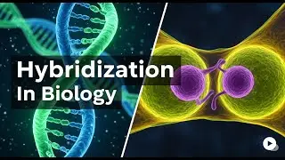 Hybridization : Used To Combine Beneficial Traits From Different Animal Breeds Or Species