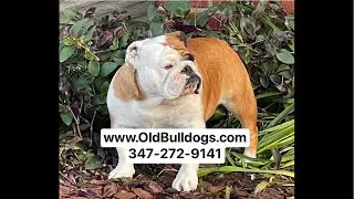 THE MASTER OF ALL BULLDOGS IS THE BEST DOG BREEDER AND MOST KNOWLEDGEABLE ABOUT ALL BREEDS OF DOGS