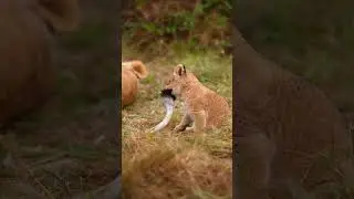 Mum's tail = personal chew toy 🦁 #Lion #Wildlife #Shorts