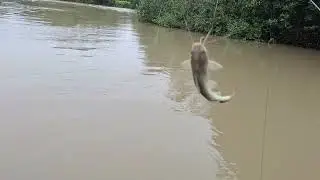 Fun fishing in the wild #fishing