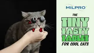 Milpro&reg; Wormer for Cats &ndash; So Easy