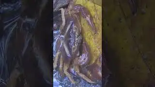 Hermosa pancora grande