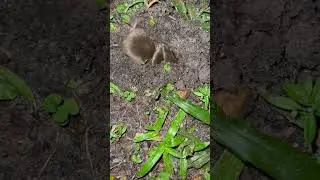 Incredible mole digging itself to China!! (Crazy end)