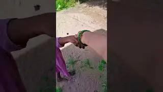 Kolatam Karalu Plant#Telugu#Video#Kolatam Karalu Plant#Trending#Speech₹Benefits#Snake#Viral#Plant@K