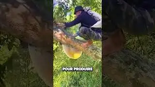 R&Eacute;COLTER LE MIEL D'ABEILLES SAUVAGES&nbsp;!😱