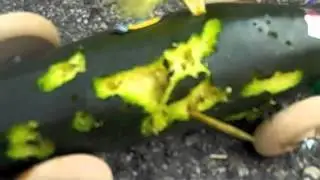 Shooting a zucchini car