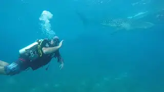 The Traffic Captain diving with Whale Sharks on Cebu island in Oslob Philippines