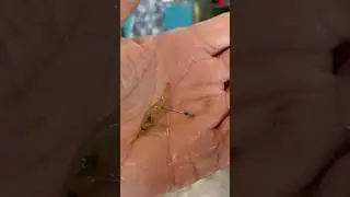 How to bait a #grass #shrimp #fishing