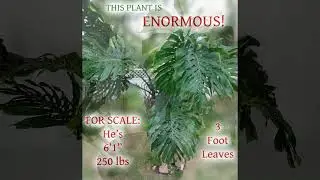 Monster Large-Form Monstera Deliciosa Giant Plant 3 Foot Leaves For Sale Etsy RedneckShrek