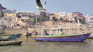 Vanarashi Ganga Botting #Kashi Viswanath Temple Vanarashi #Maa Ganga #Sibarian Birds #Birds Sound.
