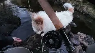 Rod, reel, flies & Jack Russell | Evening small stream dry fly fishing